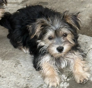 Donez Yorkshire terrier 