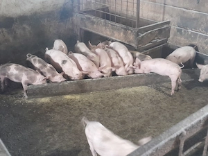 Purcei 8 săptămâni sau schimb cu cereale  - imagine 3
