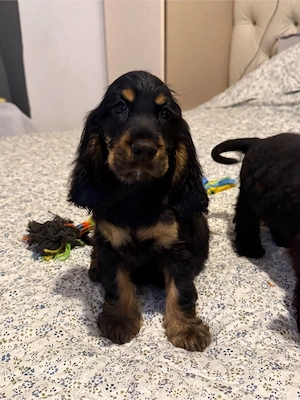 Cocker Spaniel multicolor - imagine 2