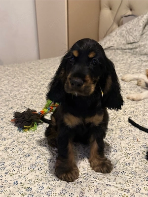 Cocker Spaniel multicolor - imagine 3