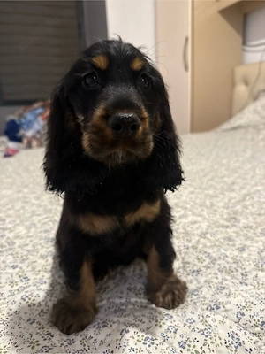Cocker Spaniel multicolor
