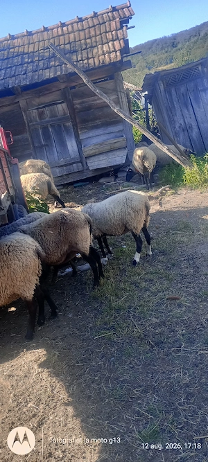 vând oi rasă Romanov 