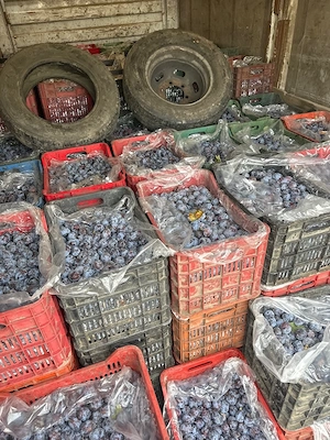 prune pentru tuica palinca cu trasport gratuit pentru mai multe detalii sunati  pret 2 lei kg 