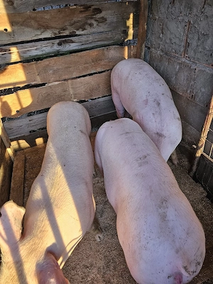 porci de carne 