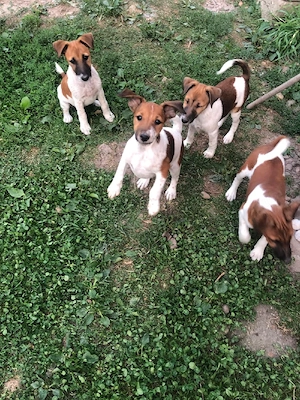 vând fetiță de tox terrier  - imagine 5