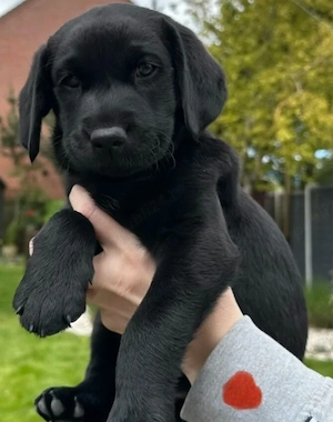 Labrador Retriever 