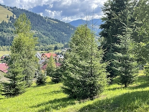 Vând teren Vatra Dornei, intravilan - imagine 7