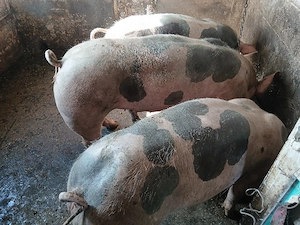 vand porci petrain de carne - imagine 2