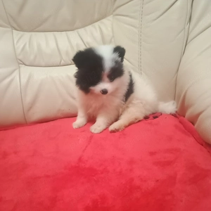 Catelusi Pomeranian Mini Toy - imagine 3