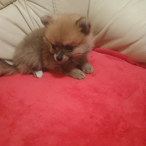 Catelusi Pomeranian Mini Toy - imagine 2