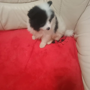 Catelusi Pomeranian Mini Toy - imagine 4