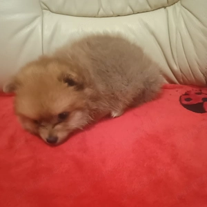 Catelusi Pomeranian Mini Toy - imagine 5