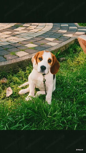 Beagle de Vanzare ,femela ,6 luni 