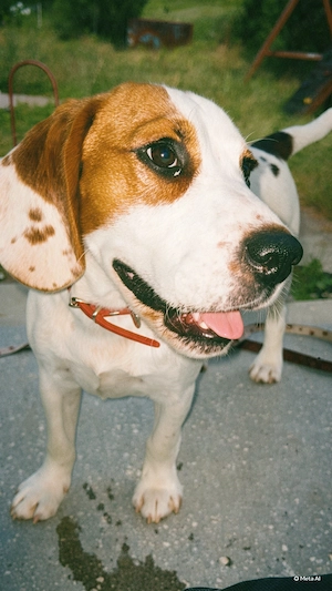 Beagle de Vanzare ,femela ,6 luni  - imagine 3