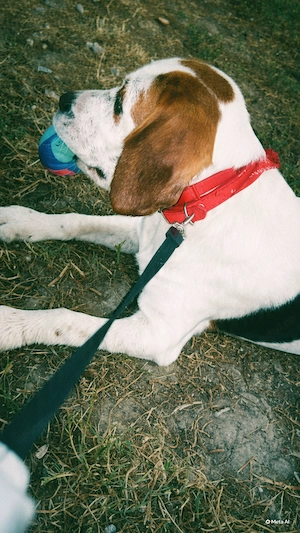 Beagle de Vanzare ,femela ,6 luni  - imagine 2