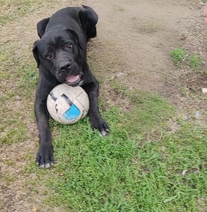 Cane Corso Disponibili