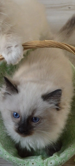ragdoll asiguram transport!!!