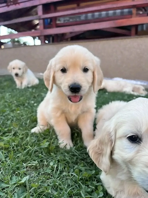 Pui Masculi Golden Retriever