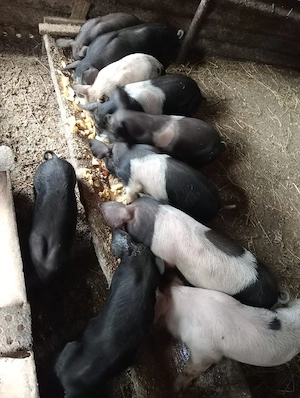 vand 10 purcei de 6 saptamani  - imagine 5