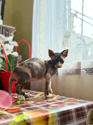 motanel sphinx 