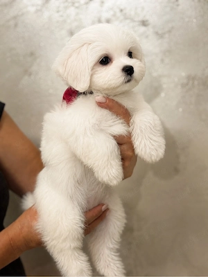 bichon maltez 