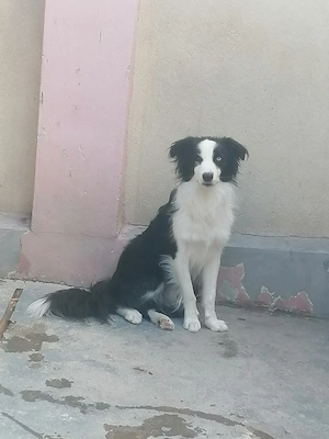 Border Collie 