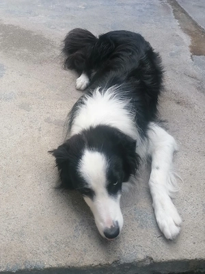 Border Collie  - imagine 4