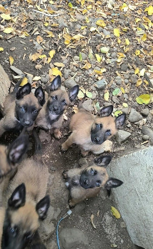 Pui Ciobanesc Belgian Malinois