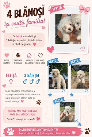 catei bichon maltez  - imagine 5