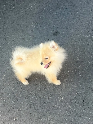 Pomeranian băiețel   4 luni    - imagine 2