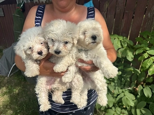 catei bichon maltez  - imagine 2