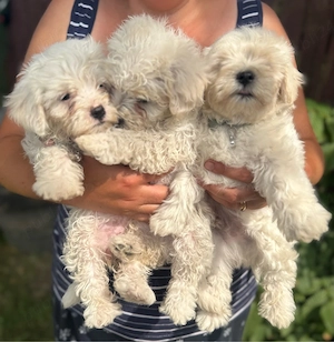 catei bichon maltez  - imagine 3