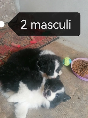 Puiuți Border Collie 