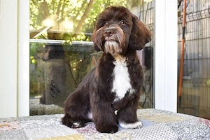 mascul de maltipoo 6 luni 