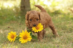 Puiuti de Poodle mini pudel de talie mica  - imagine 4