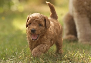 Puiuti de Poodle mini pudel de talie mica  - imagine 2