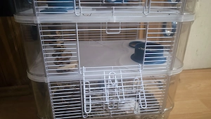 Hamster pitic cu cuscă, predare personală  - imagine 4