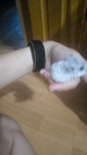 Hamster pitic cu cuscă, predare personală  - imagine 2