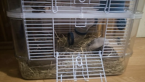 Hamster pitic cu cuscă, predare personală  - imagine 3