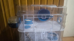 Hamster pitic cu cuscă, predare personală  - imagine 5