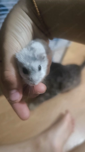 Hamster pitic cu cuscă, predare personală 