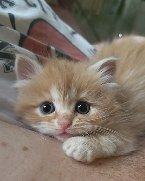  Puiuți adorabili de vânzare!  - imagine 2