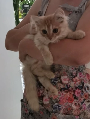 Puiuți adorabili de vânzare!  - imagine 3