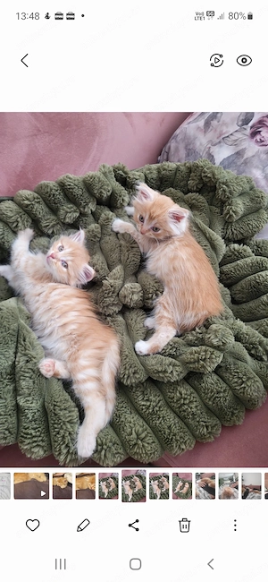  Puiuți adorabili de vânzare! 