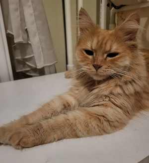 Puiuți adorabili de vânzare!  - imagine 4