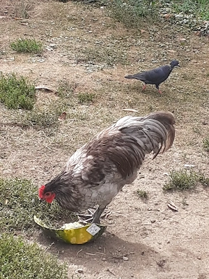 Vand cocosi Australorp albastru