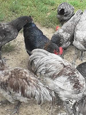 Vand cocosi Australorp albastru - imagine 3