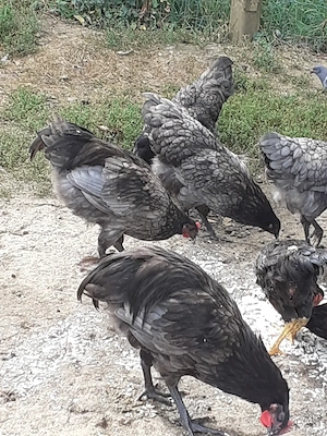 Vand cocosi Australorp albastru - imagine 2