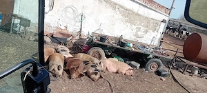 Porci Purcele Purcei