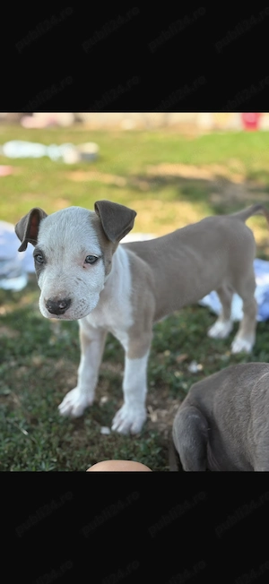 Amstaff de vânzare . - imagine 4